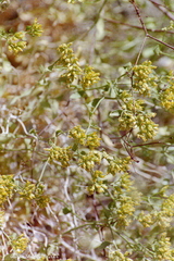 Amphipappus fremontii