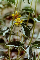 Bahiopsis reticulata