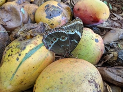 Morpho helenor achillides