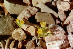 Mohavea breviflora