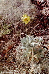 Enceliopsis covillei