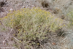 Amphipappus fremontii
