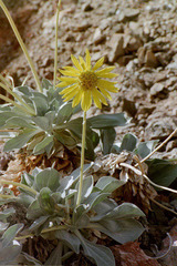 Enceliopsis covillei
