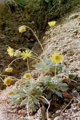 Enceliopsis covillei