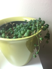 Curio rowleyanus