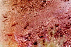 Cyprinodon salinus salinus