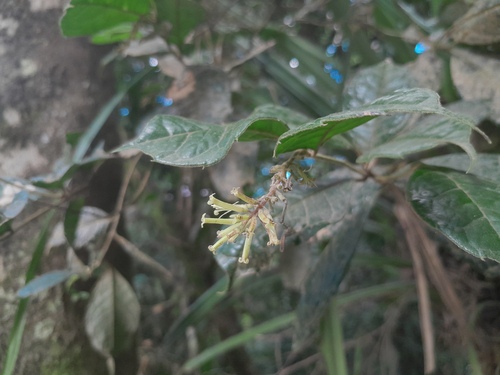 Hairy polyosma (Polyosma hirsuta)