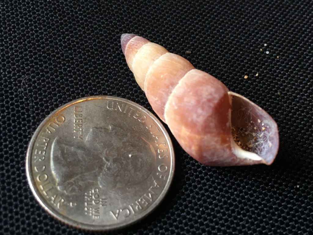 Amastridae