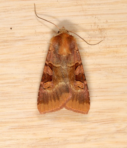 Ruby Dart photo 3