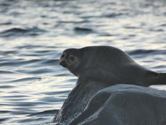 Phoca vitulina