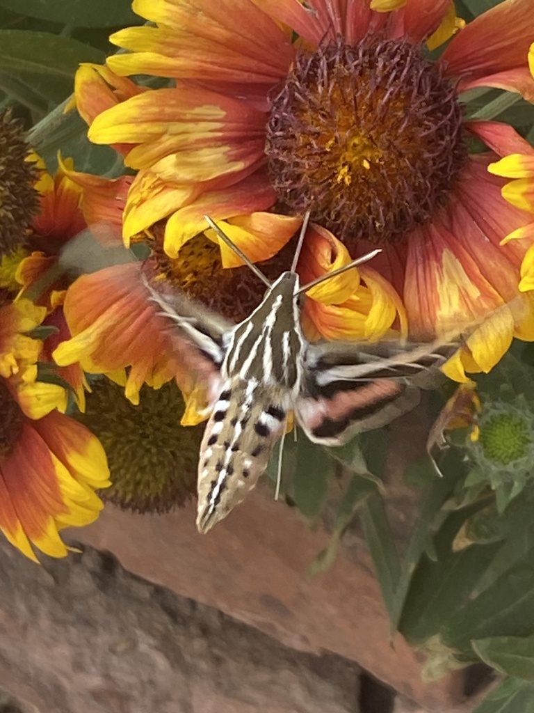 White-lined Sphinx from Manitou Cliff Dwellings, Manitou Springs, CO ...