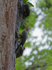 Great Slaty Woodpecker photo 2