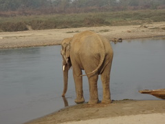Elephas maximus