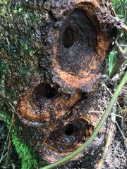 Phassus triangularis