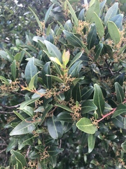 Pterocelastrus echinatus