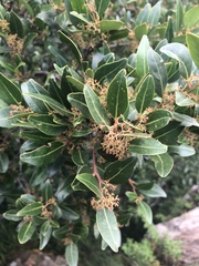 Pterocelastrus echinatus