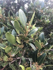 Pterocelastrus echinatus