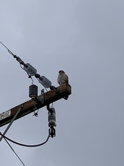 Accipiter cooperii