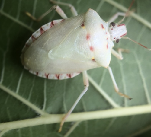 Brown marmorated stink bug
