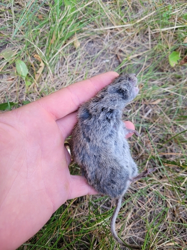 Long-tailed Vole