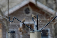 Haemorhous purpureus purpureus