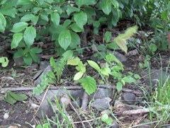 Ulmus thomasii