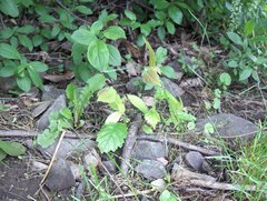 Ulmus thomasii
