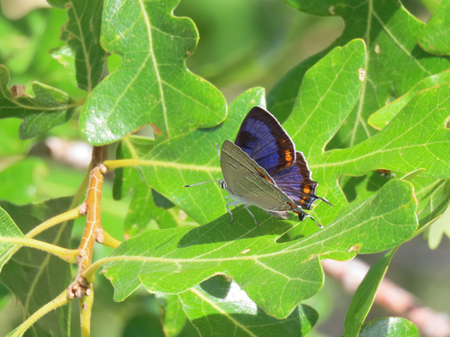 Colorado Hairstreak photo 4