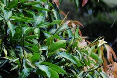 Herpsilochmus longirostris
