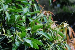 Herpsilochmus longirostris