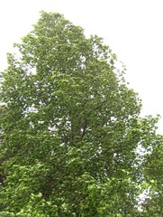 Ulmus thomasii
