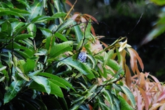 Herpsilochmus longirostris