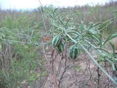 Trochomeria