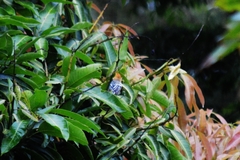 Herpsilochmus longirostris