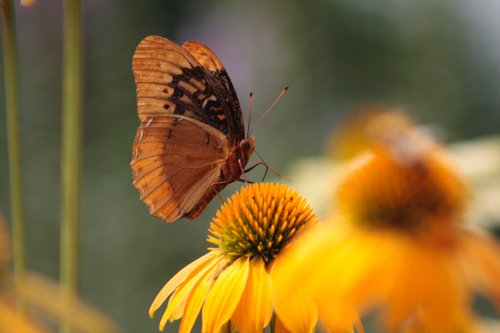 Diana Fritillary
