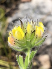 Sericeae
