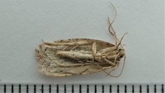 Semioscopis megamicrella