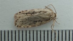 Semioscopis megamicrella