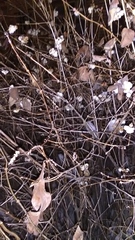 Symphoricarpos albus