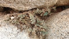 Myriopteris parryi image