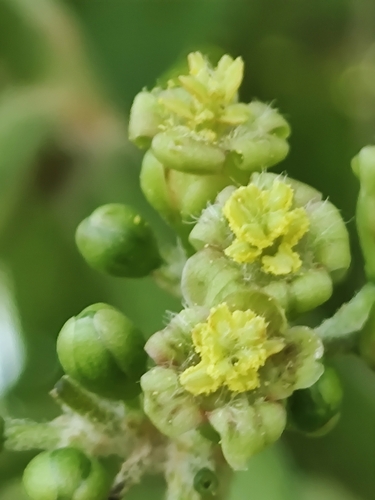 Jatropha curcas