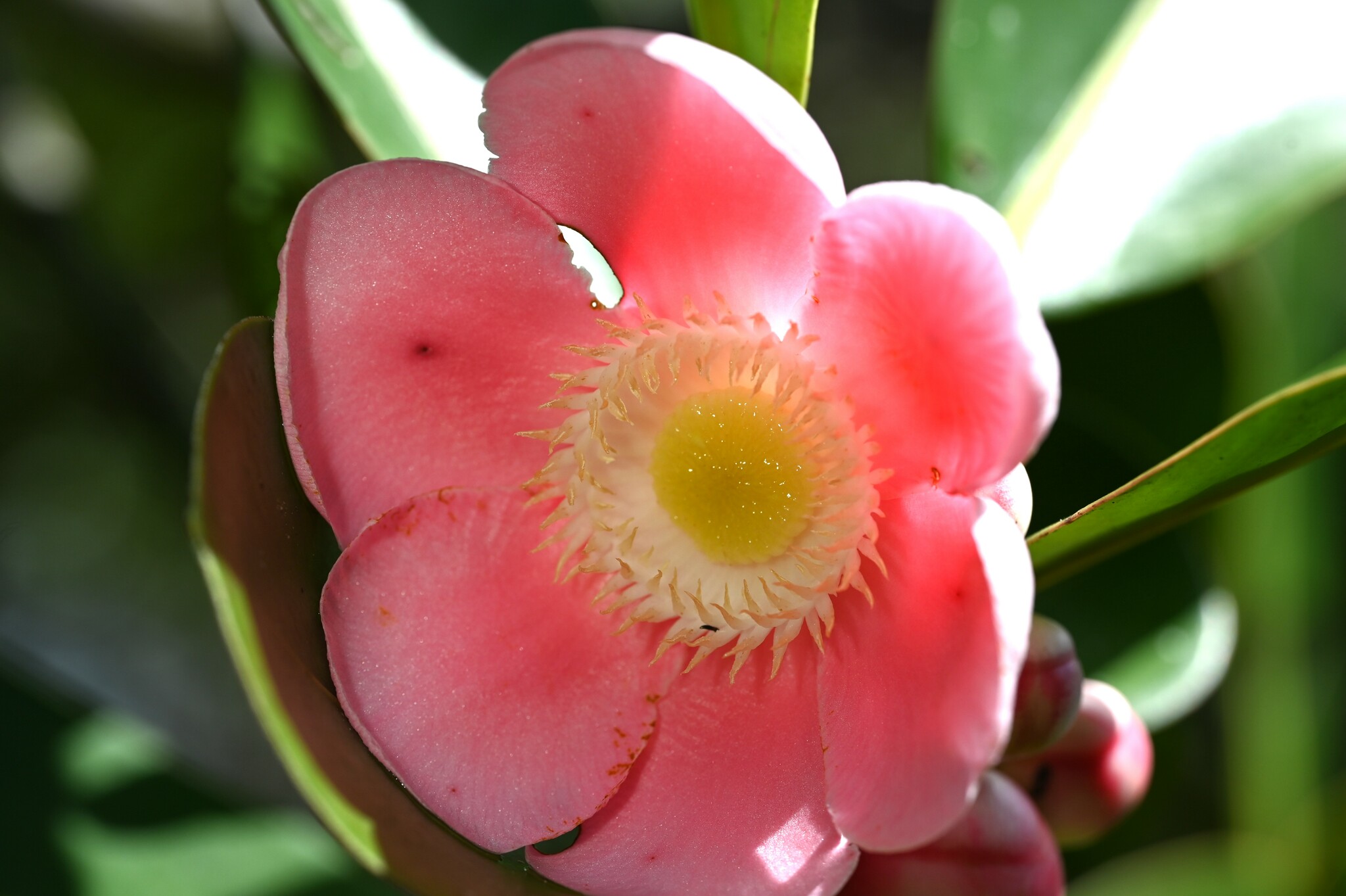 Clusia palmicida