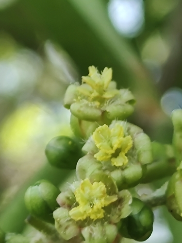 Jatropha curcas