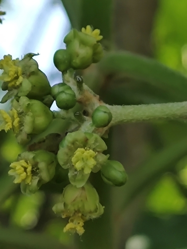 Jatropha curcas