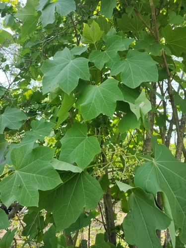 Jatropha curcas