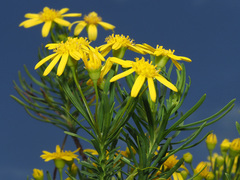 Euryops linearis