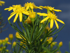 Euryops linearis