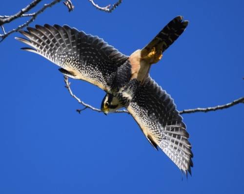Aplomado Falcon