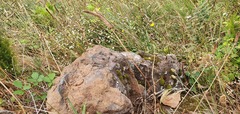 Erigeron karvinskianus image