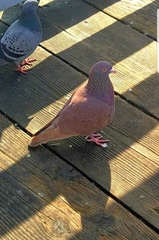 Columba livia domestica